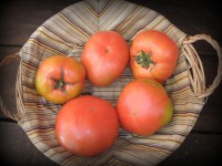 TOMATE KG