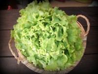 LECHUGA RIZADA UNIDAD