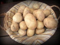 PATATAS KG
