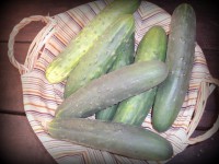 PEPINO KG